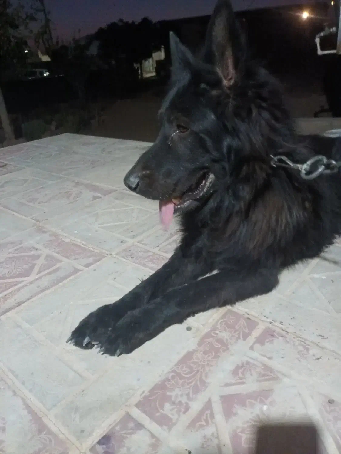 سگ شپربلک موبلند نر|سگ|تربتحیدریه, پائین ولایت|دیوار