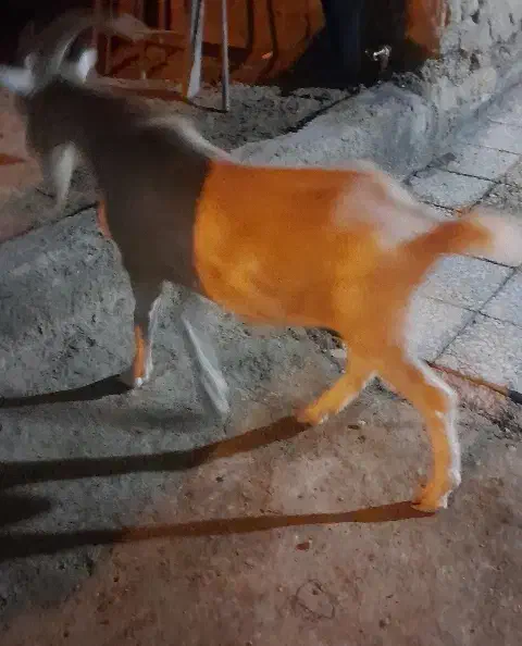 بز سانن نر|حیوانات مزرعه|هیرمند, |دیوار