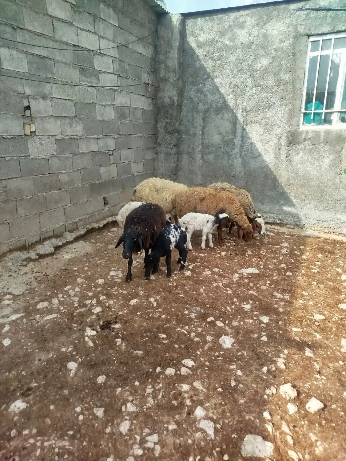 گوسفند بابره|حیوانات مزرعه|سرپل ذهاب, |دیوار