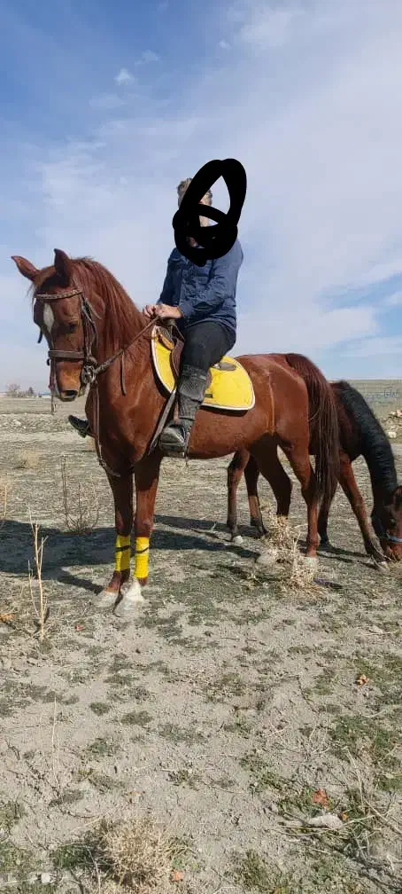 مادیان|اسب و تجهیزات اسب‌سواری|طسوج, |دیوار