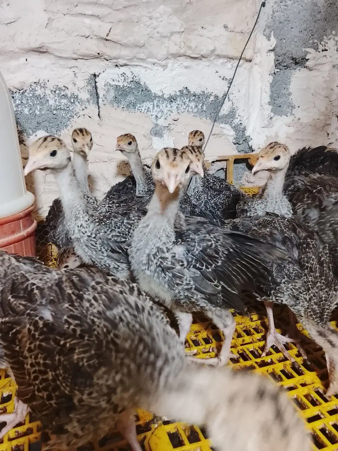 جوجه بوقلمون برنز|حیوانات مزرعه|مشهد, امیر آباد|دیوار