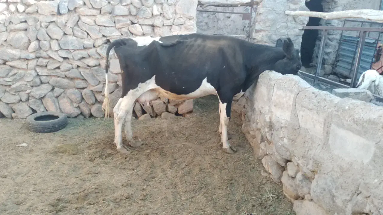 گاو شیری|حیوانات مزرعه|بیرجند, |دیوار