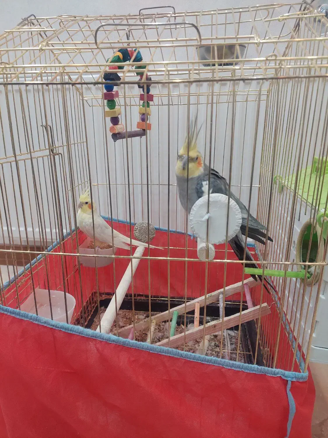 عروس هلندی|پرنده|آباده, |دیوار