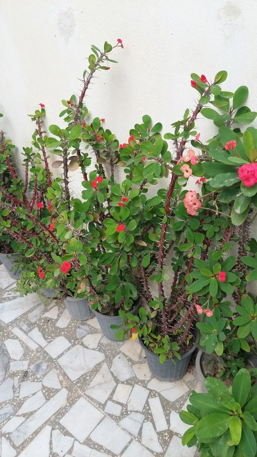 گل مرجان خاردار زیبا|گل و گیاه طبیعی|لنگرود, |دیوار