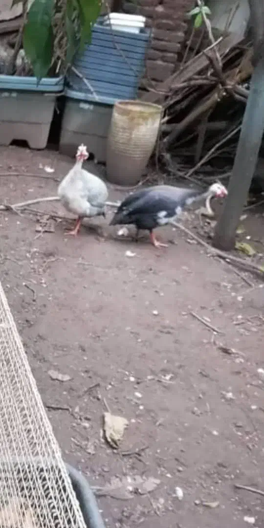 مرغ روسی(شاخدار)|حیوانات مزرعه|لاهیجان, خمیر کلایه|دیوار