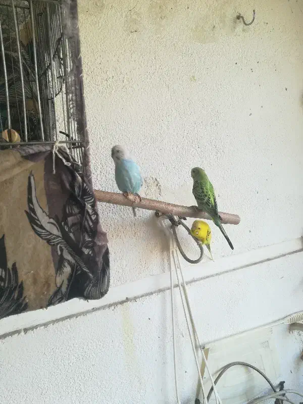 مرغ عشق|پرنده|اصفهان, کوی گلزار|دیوار