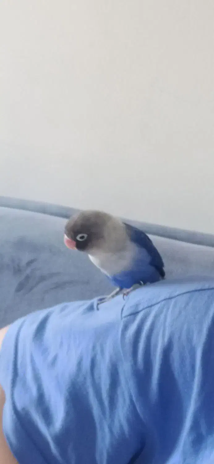 طوطی کوتوله زیبا|پرنده|بندرعباس, |دیوار