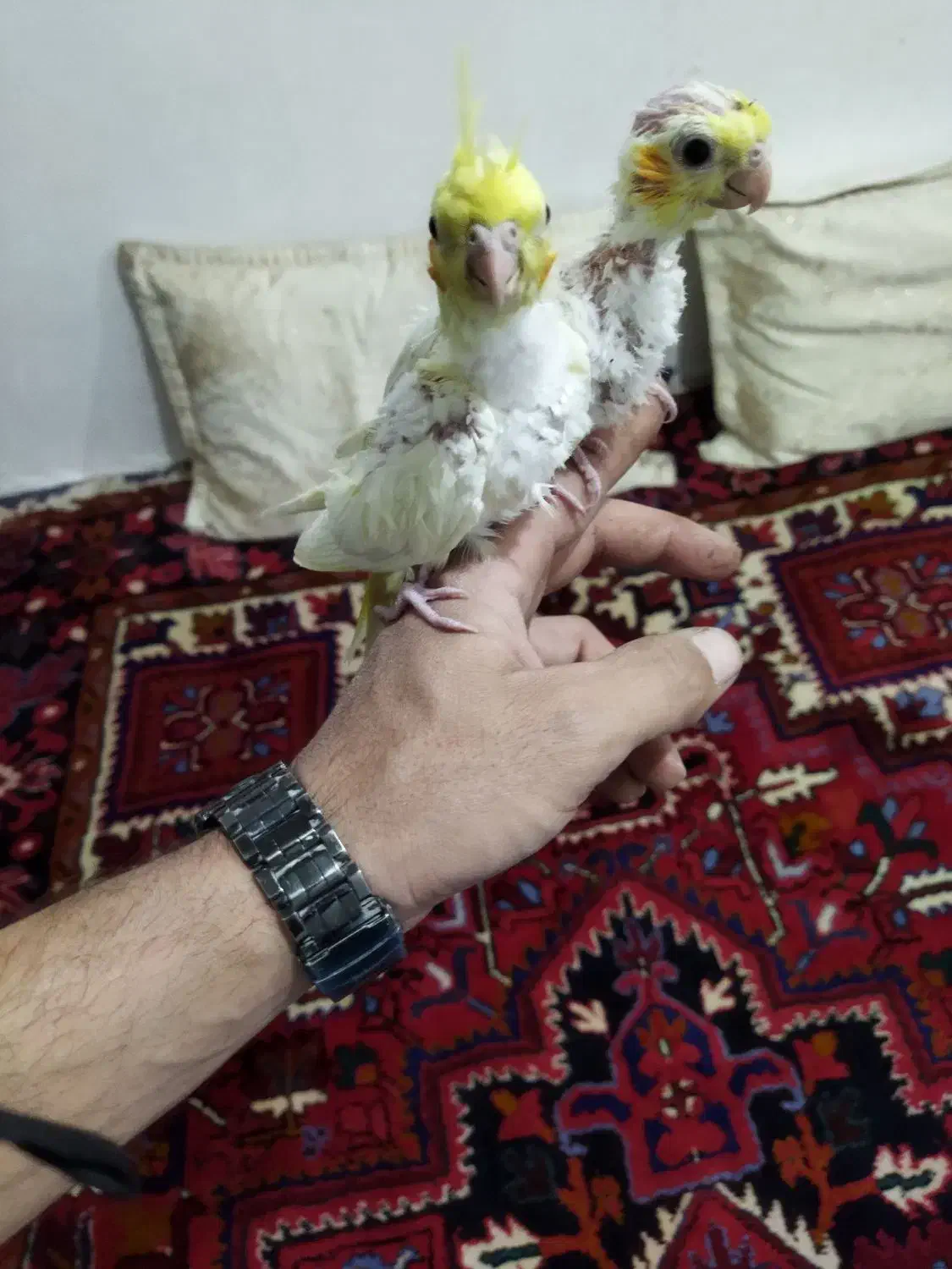 عروس هلندی سالم|پرنده|بناب, |دیوار