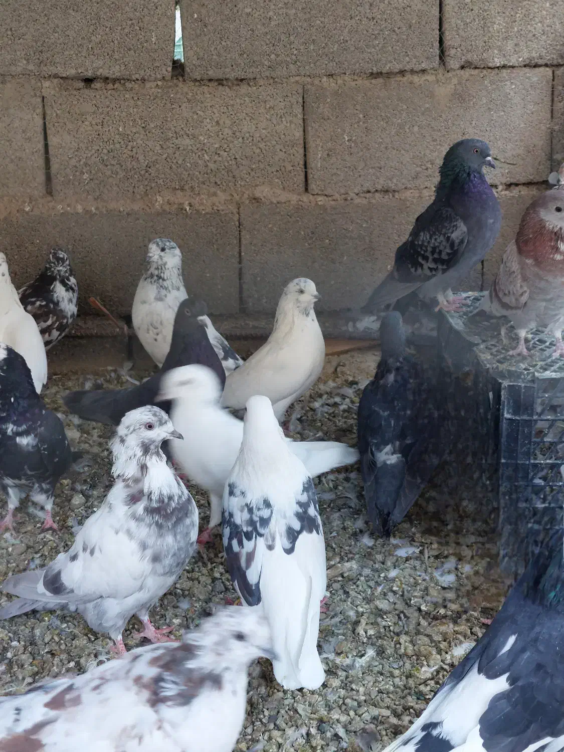 کبوتر کفتر|پرنده|پاکدشت, پاکدشت (مامازند)|دیوار