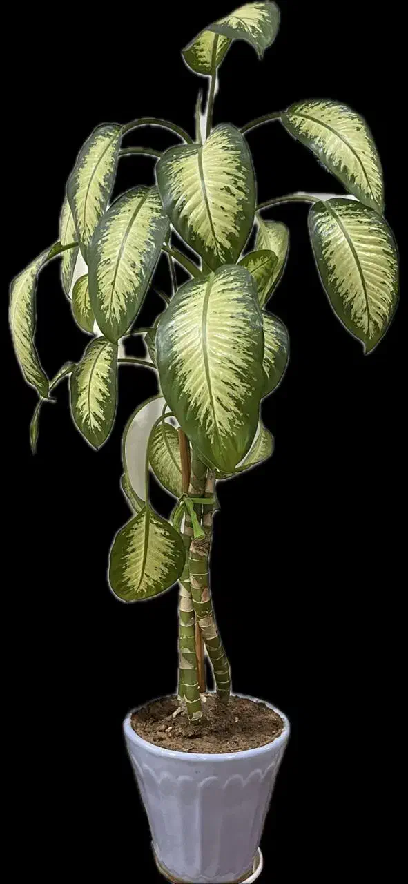 گل دیفن|گل و گیاه طبیعی|ایذه, |دیوار