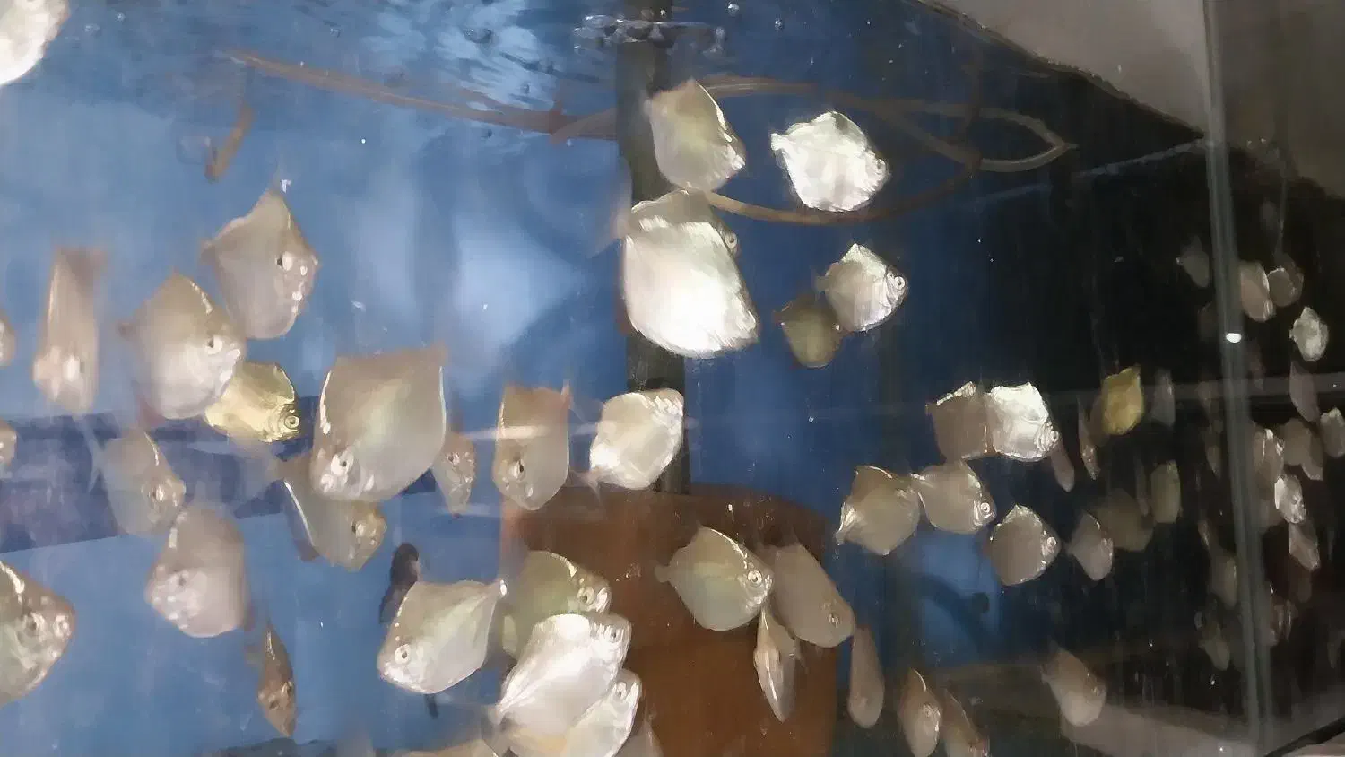 تایگر بارب و...|ماهی|قزوین, |دیوار