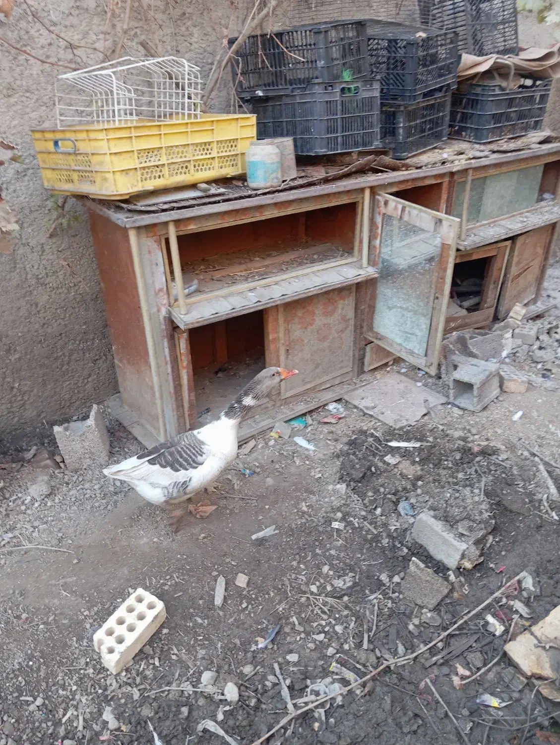 غاز نر جوانه|حیوانات مزرعه|رامیان, |دیوار