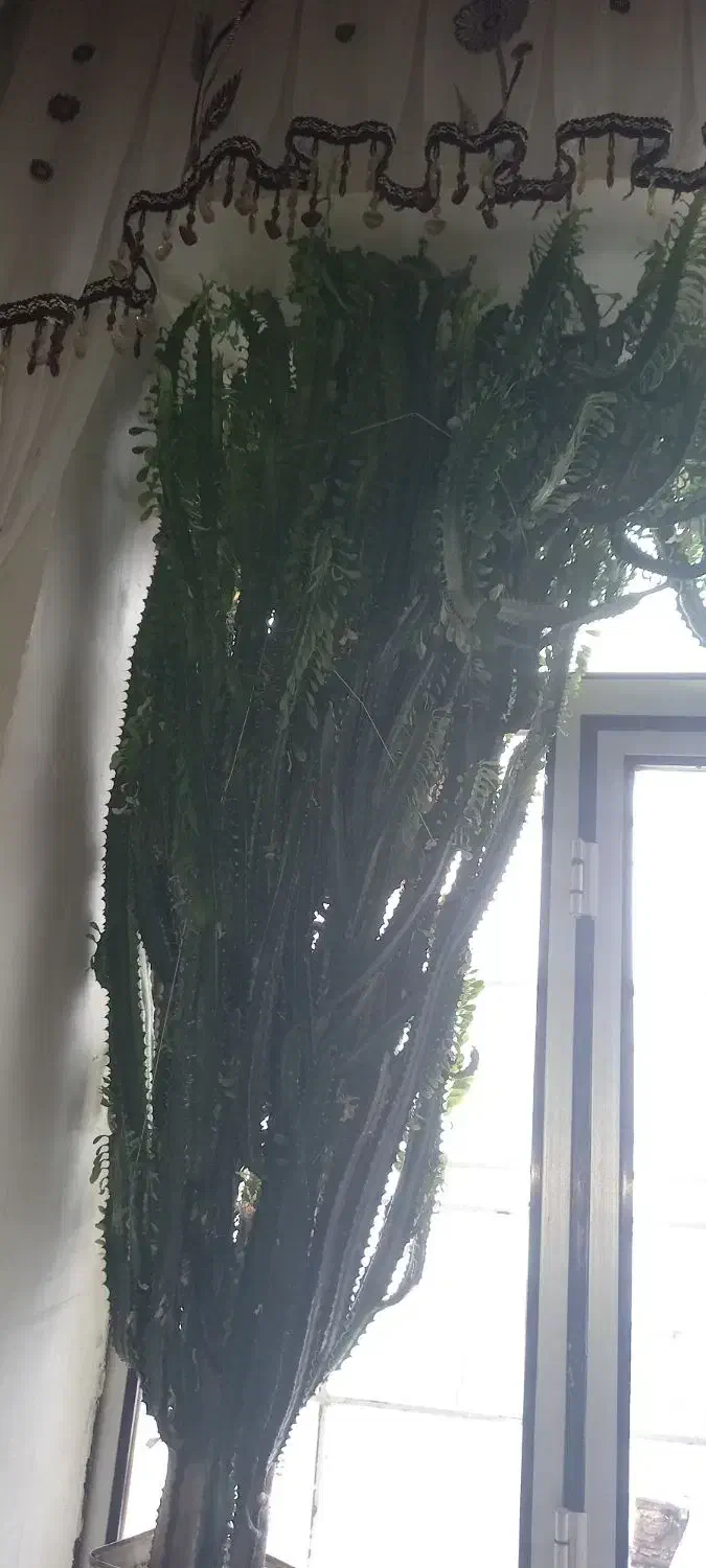 گل فروشی|گل و گیاه طبیعی|مریوان, |دیوار