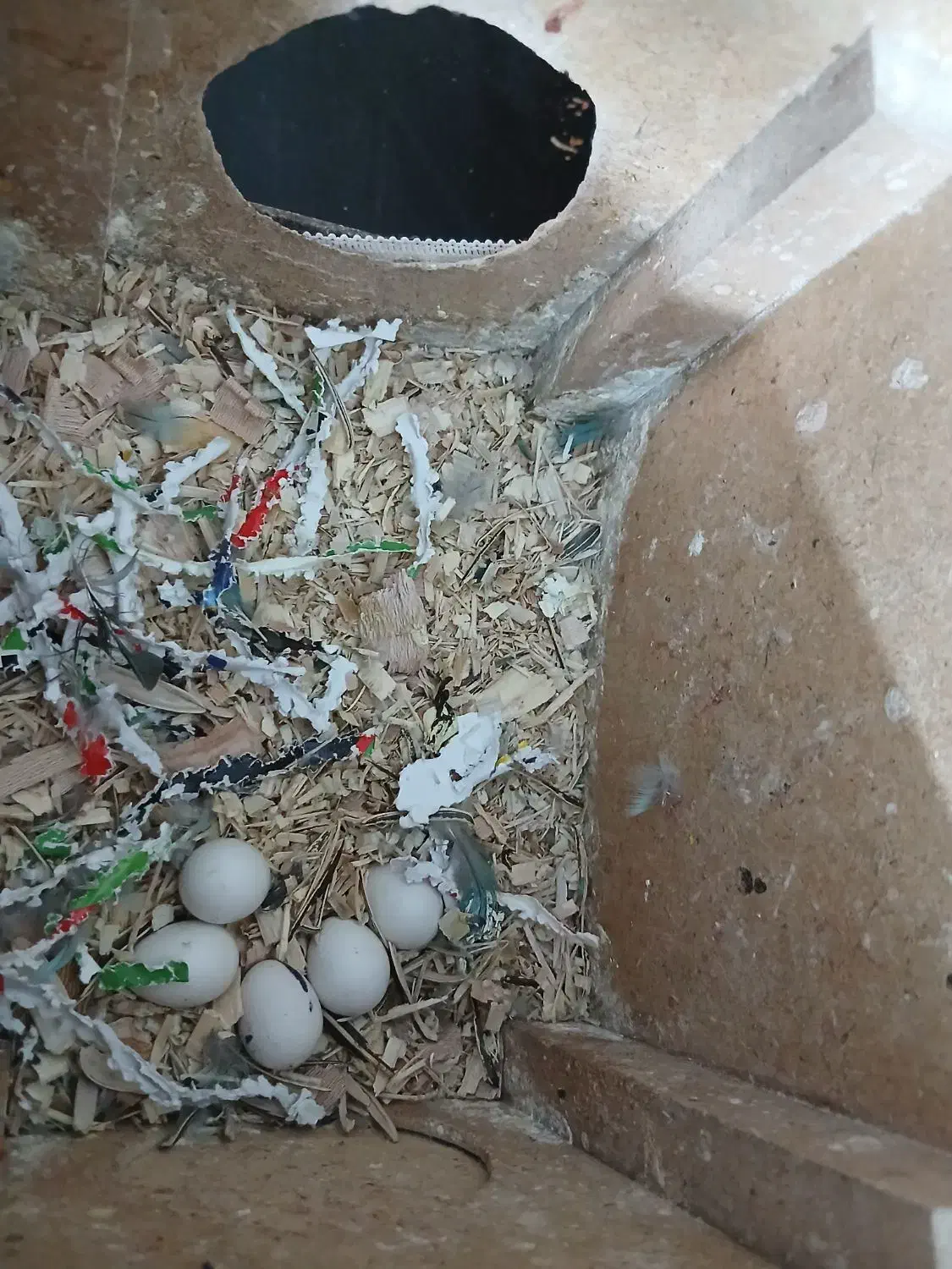 طوطی  برزیلی سبز کوتوله اپال فیشر البینو|پرنده|اصفهان, شهرک صنعتی امیرکبیر (شاپور جدید)|دیوار