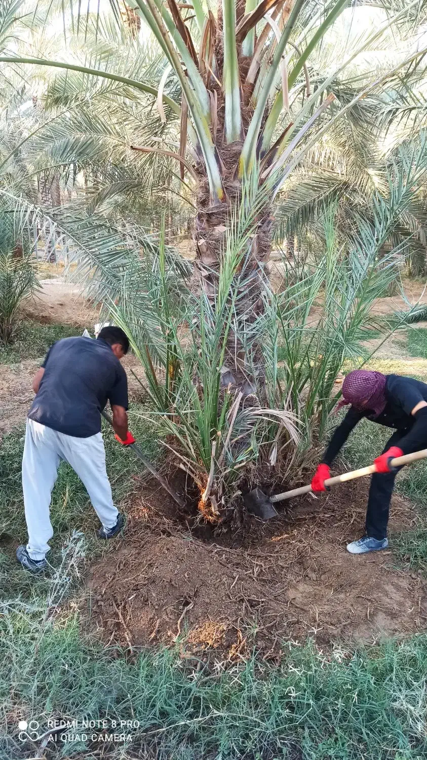 مرکز فروش دمیت نخل کبکاب در دشتستان|خدمات باغبانی و درختکاری|بوشهر, |دیوار