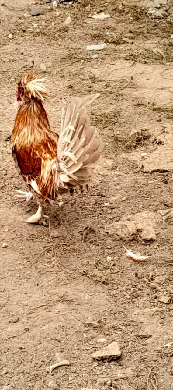 فروش خروس و مرغ های گلین|حیوانات مزرعه|لاران, |دیوار