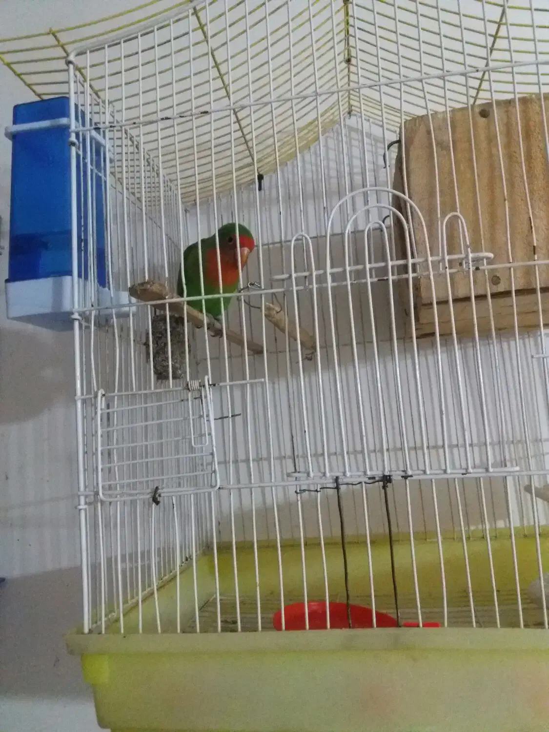 ی جفت عروس هلندی و یک طوطی برزیلی|پرنده|کوهدشت, |دیوار