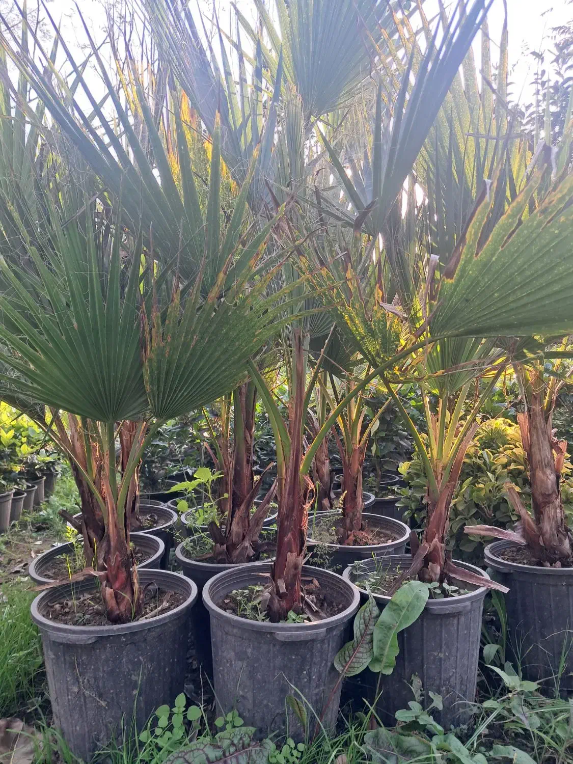 یاس هلندی ارتفاع ۲ متری|گل و گیاه طبیعی|رودسر, |دیوار