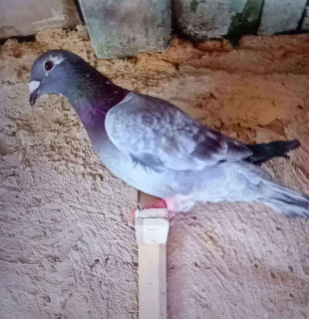 ماده موریس|پرنده|قلندر آباد, |دیوار