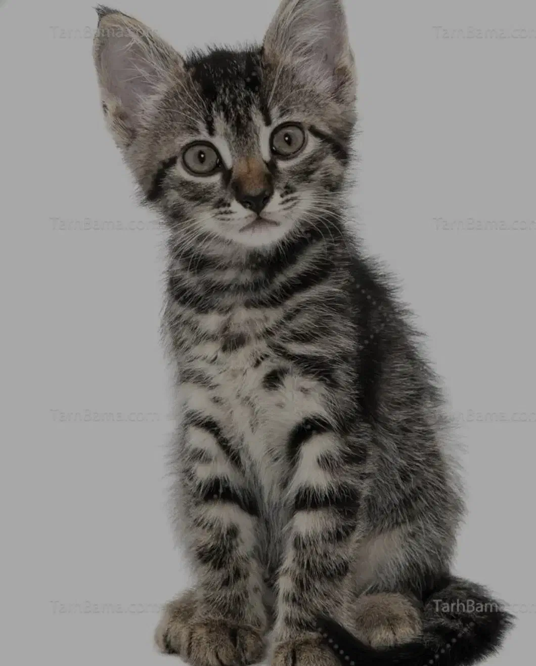 گربه ماده|گربه|تهران, فرودگاه مهرآباد|دیوار