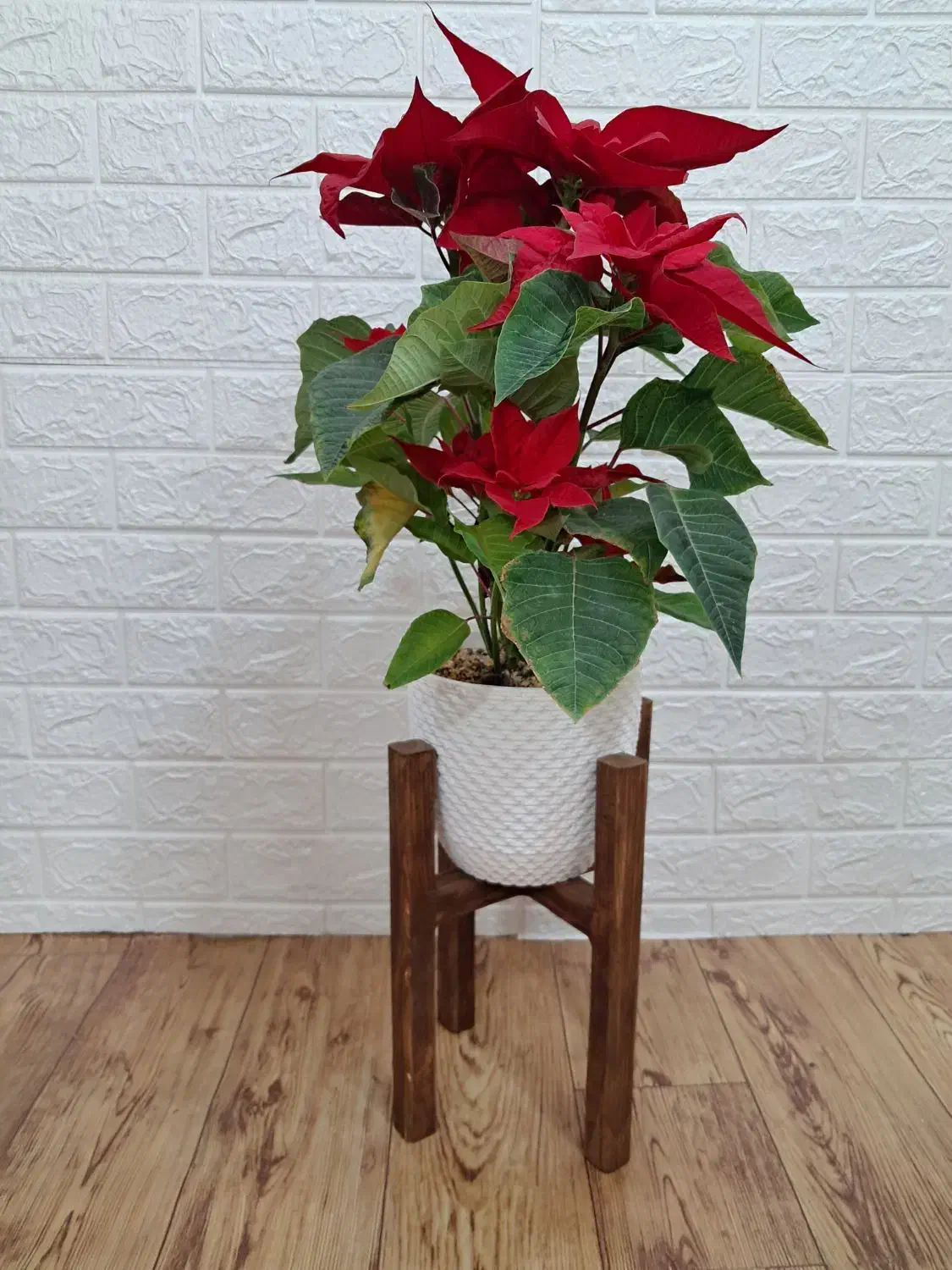 استند گل|کتابخانه، شلف، قفسههای دیواری|نجفآباد, کشاورز|دیوار