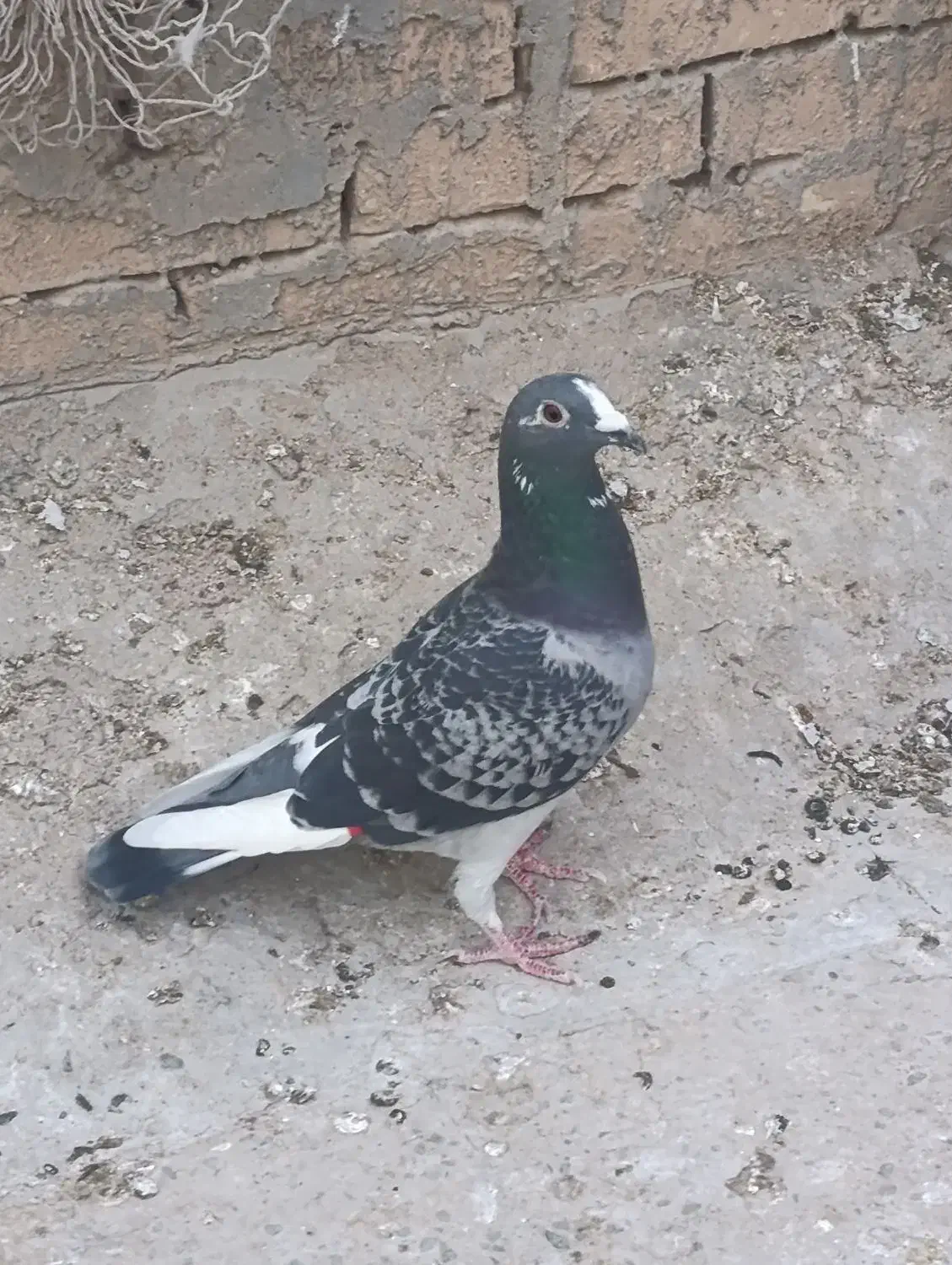 کبوتر ابلق پلاکی|پرنده|شوشتر, |دیوار