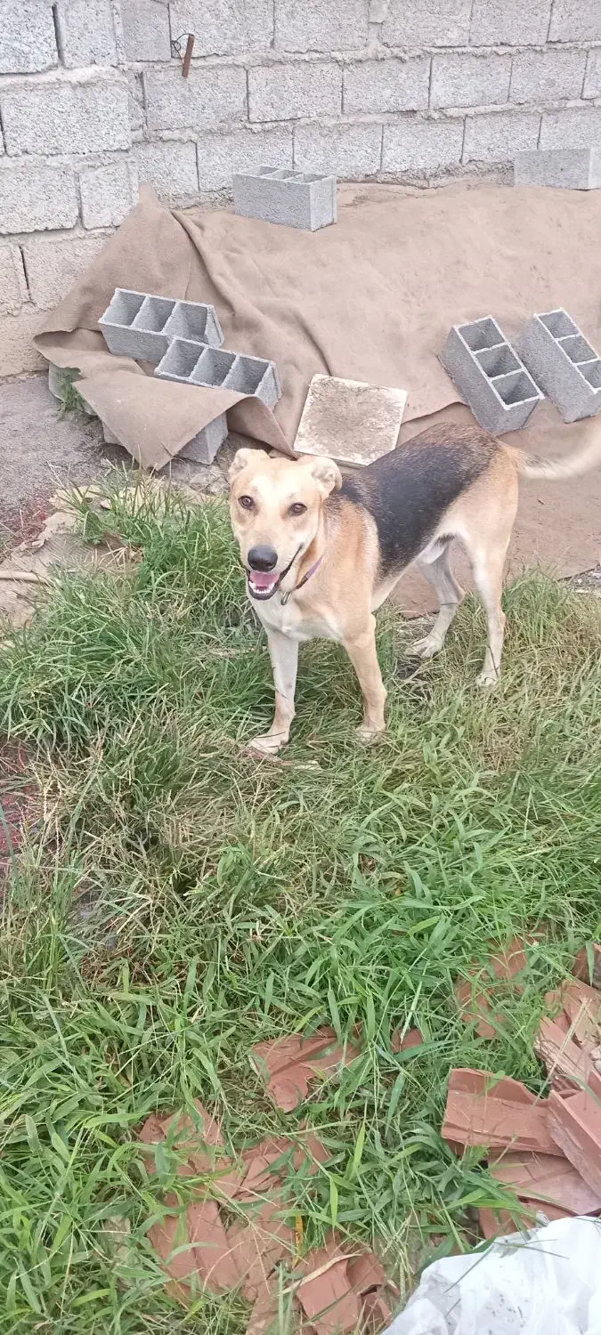 سگ گمشده|حیوانات|لاهیجان, انقلاب|دیوار