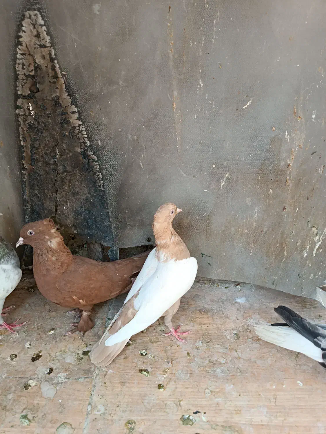 سه تا ماده بهبونی|پرنده|شیراز, تندگویان|دیوار