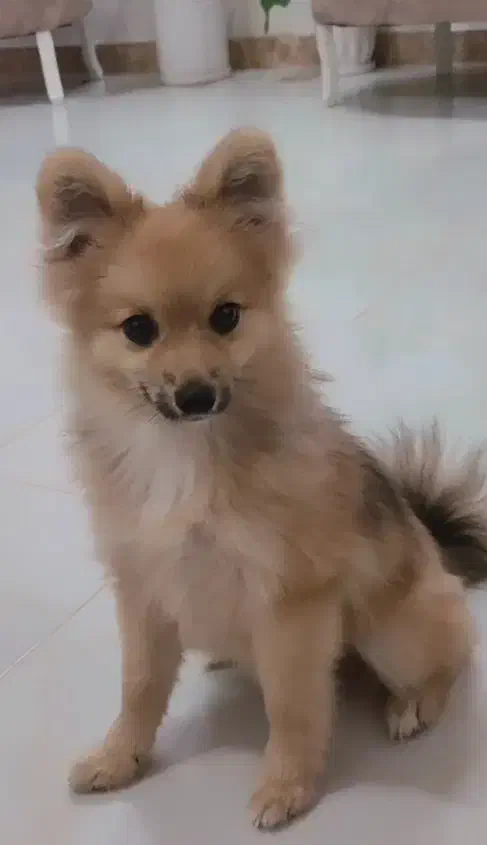 پامر روباهی|سگ|رشت, پیرسرا|دیوار