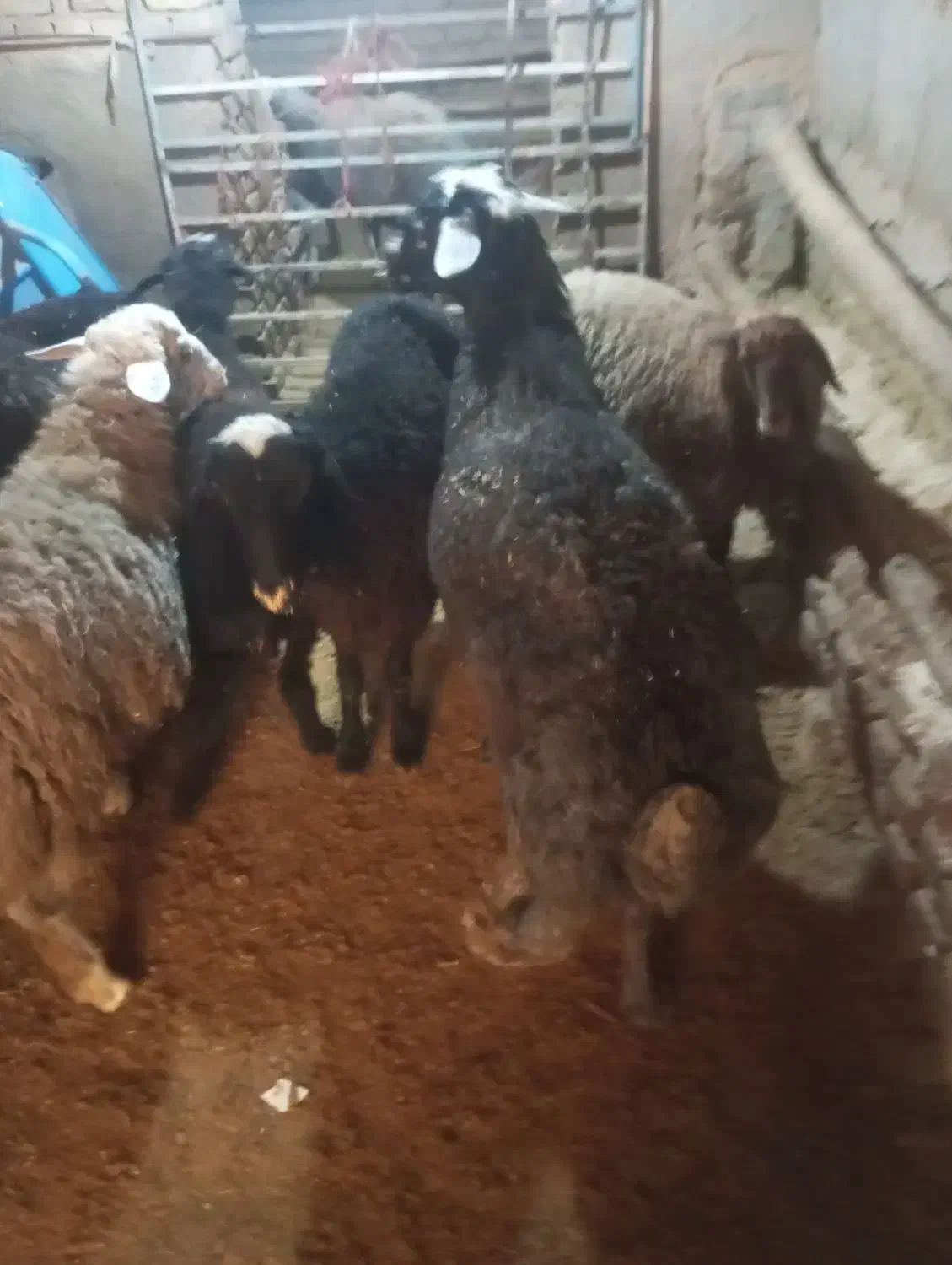 قوچ  فروشی|حیوانات مزرعه|فرمهین, |دیوار