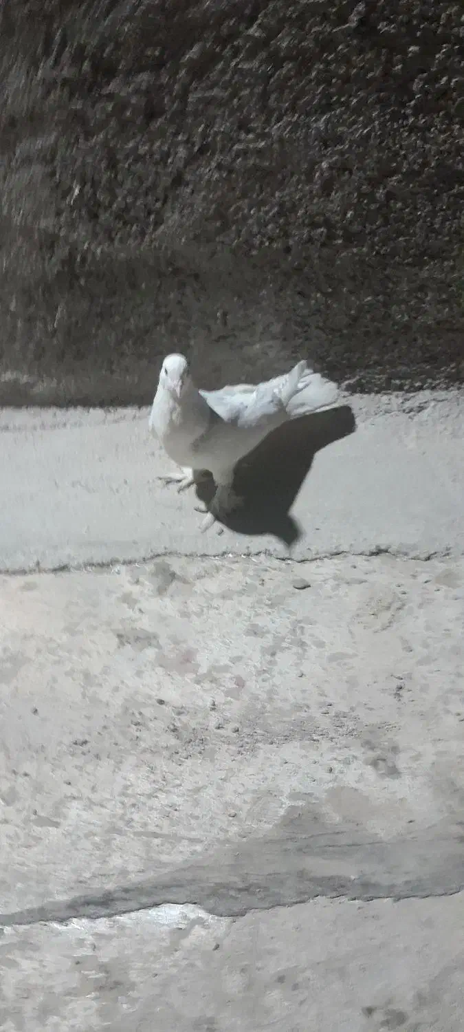 مرغ عشق|پرنده|شاهرود, |دیوار