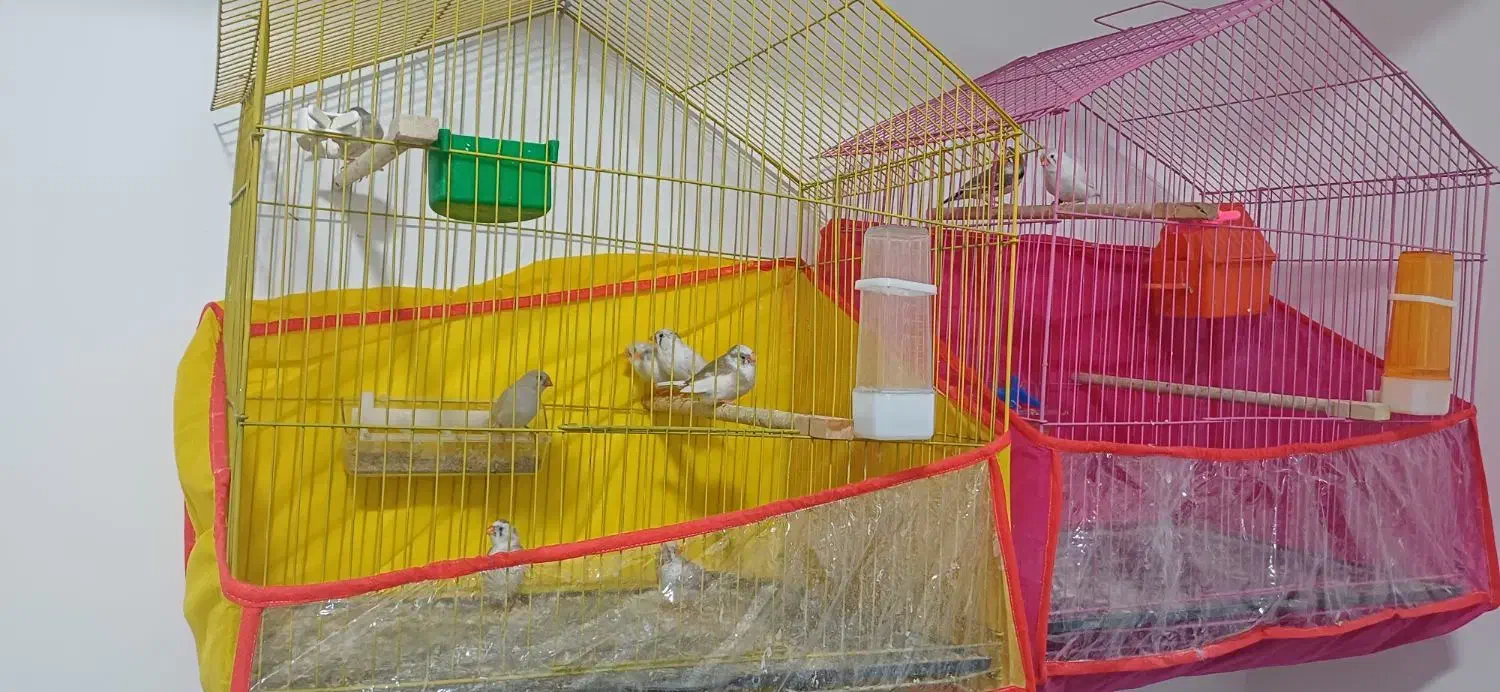 فنچ|پرنده|خواف, |دیوار