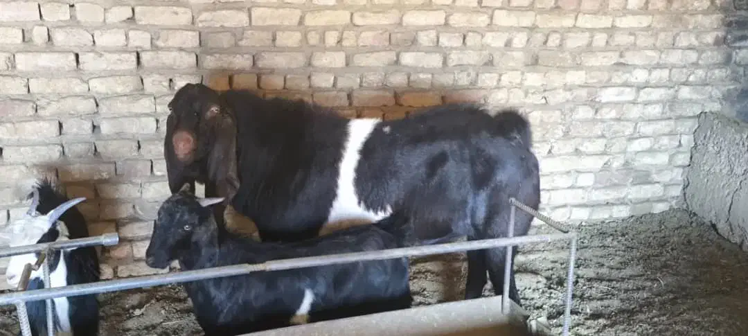 بزغاله پاکستانی اصل|حیوانات مزرعه|شهرضا, |دیوار