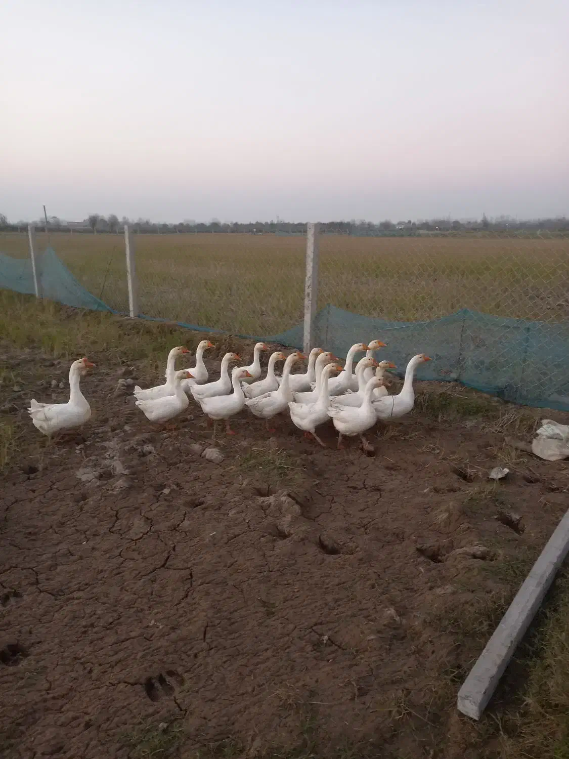 قوغاز گردن ماری نر|حیوانات مزرعه|لولمان, |دیوار