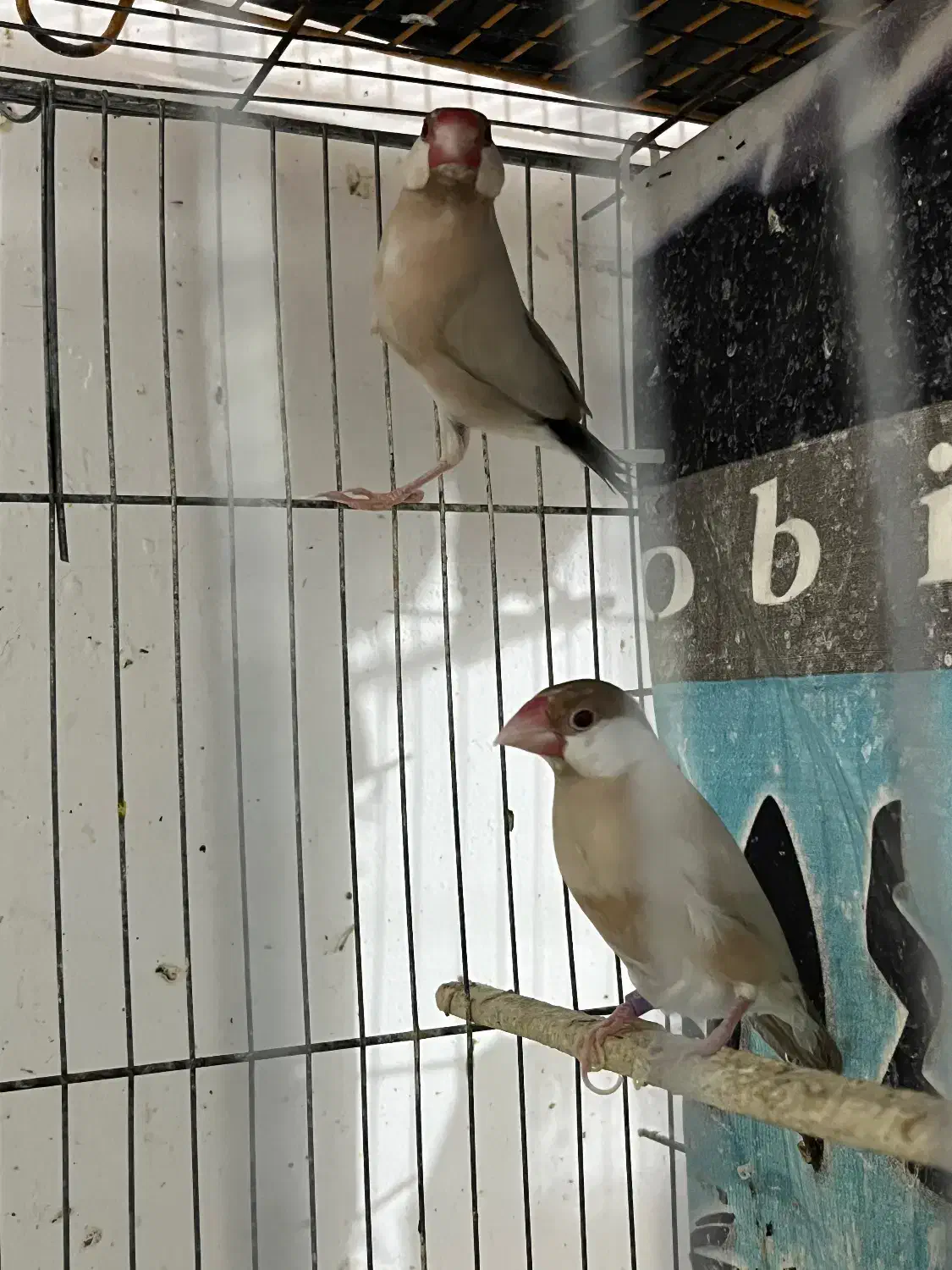 فنچ نرگسی شکلاتی|پرنده|بندرعباس, |دیوار