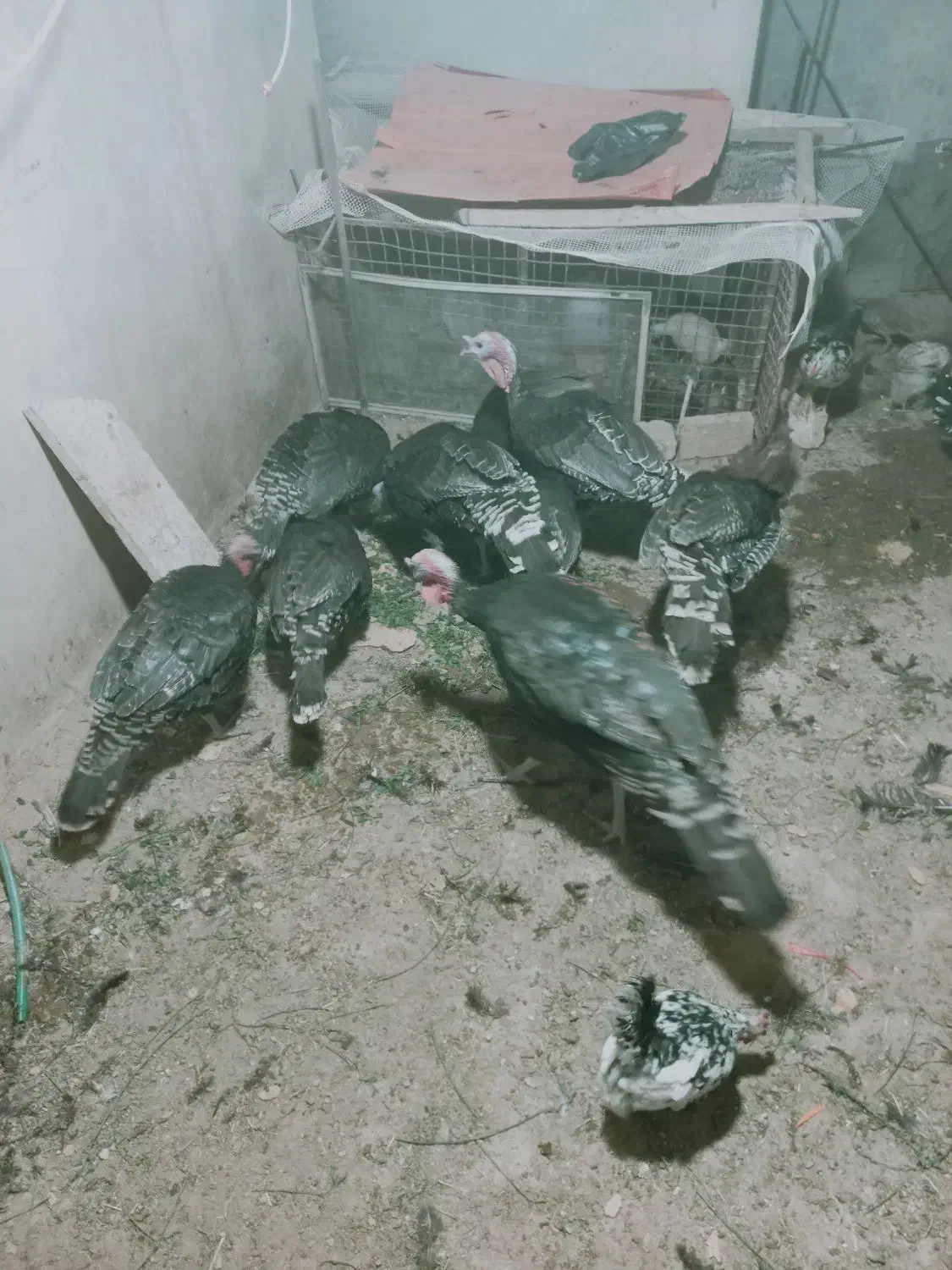 ۱۱بوقلمون ۸نروسه ماده ۵تا۷ کیلو|حیوانات مزرعه|خرم بید, |دیوار