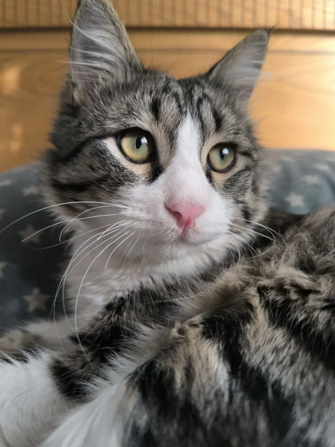 گمشده / اسمش گردو|گربه|پرند, فاز ۳|دیوار