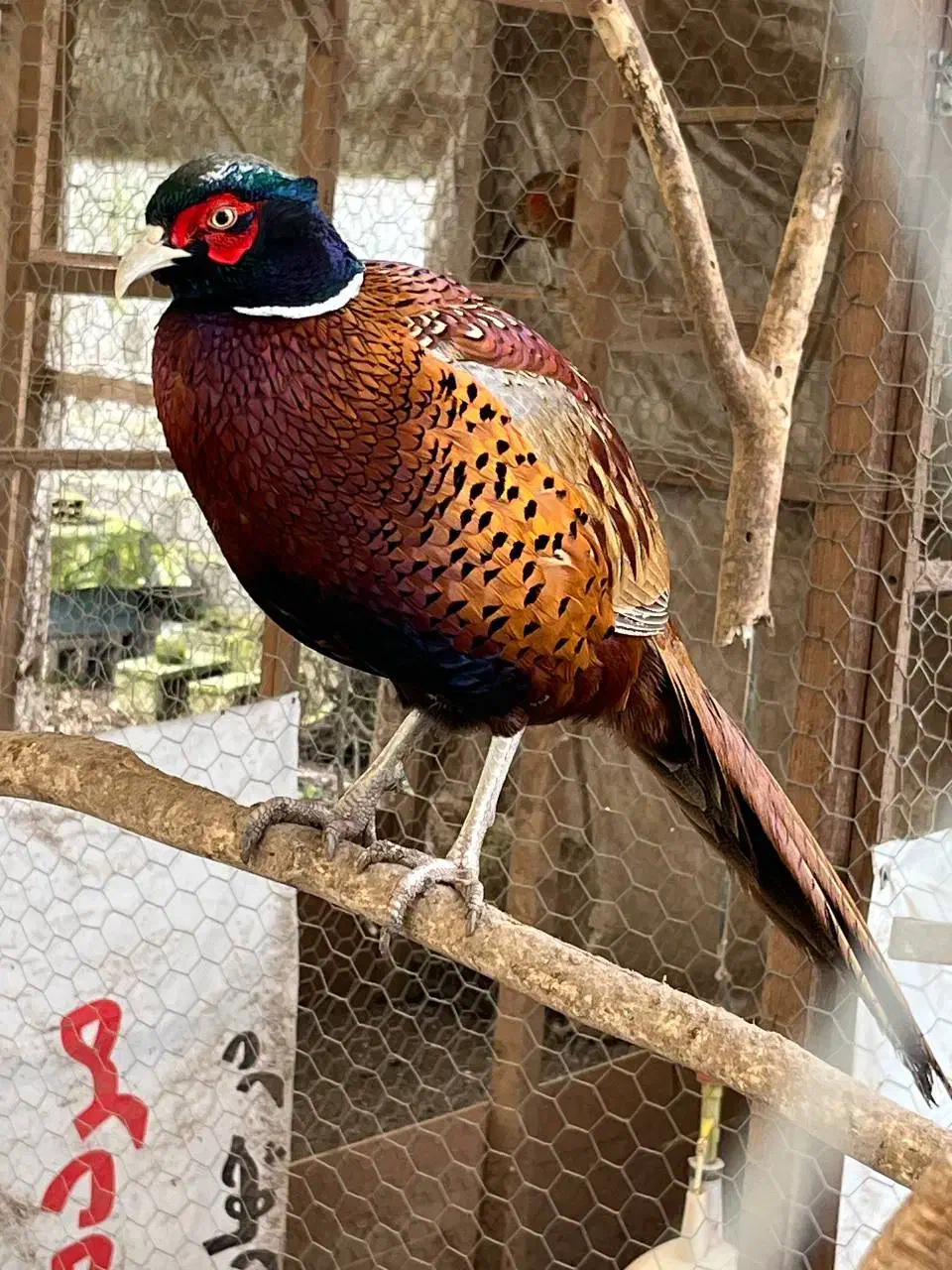 مرغ و خروس های زینتی در انواع نژاد|حیوانات مزرعه|رشت, شهرک قدس|دیوار