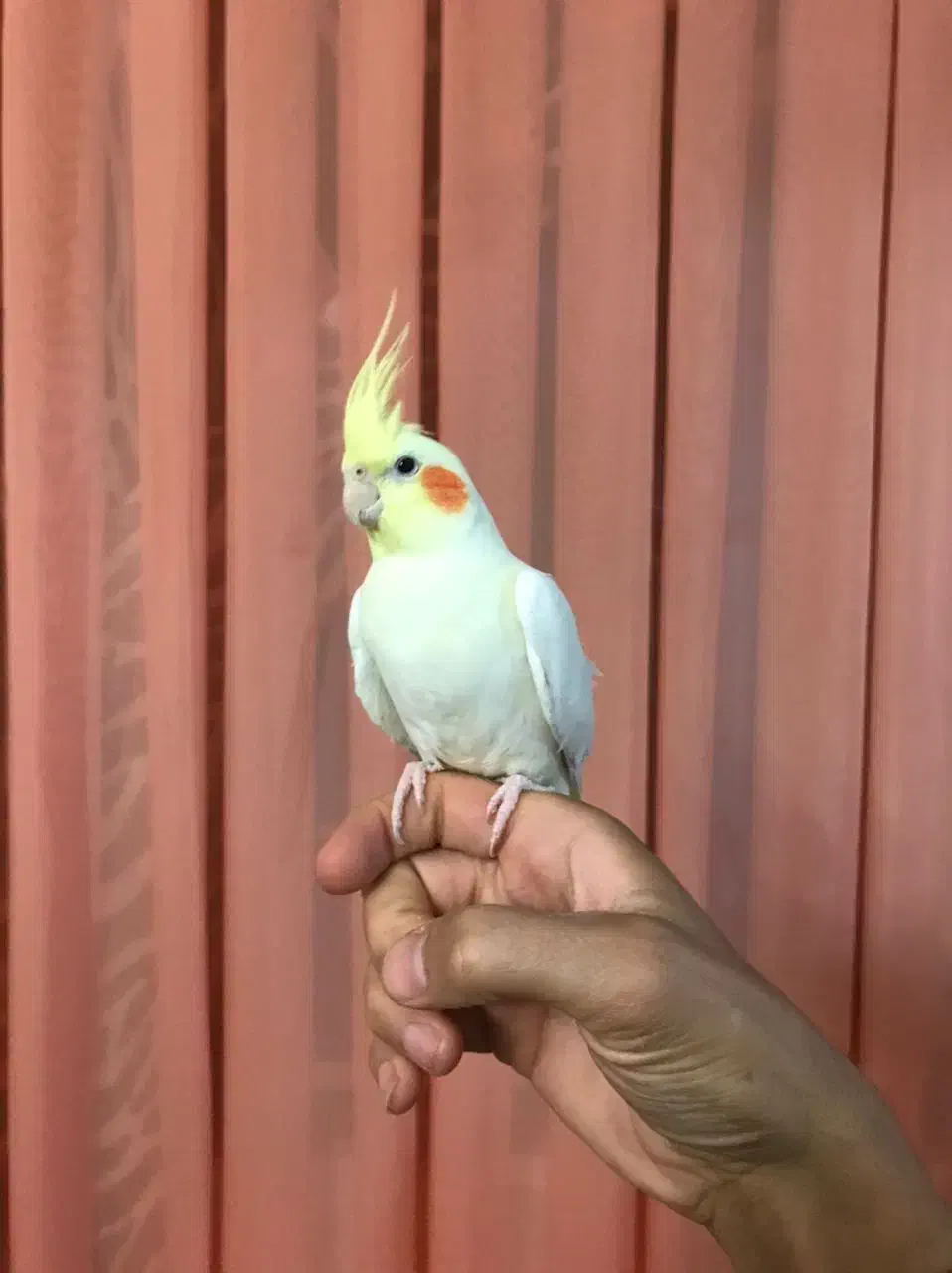 طوطی|پرنده|قزوین, |دیوار