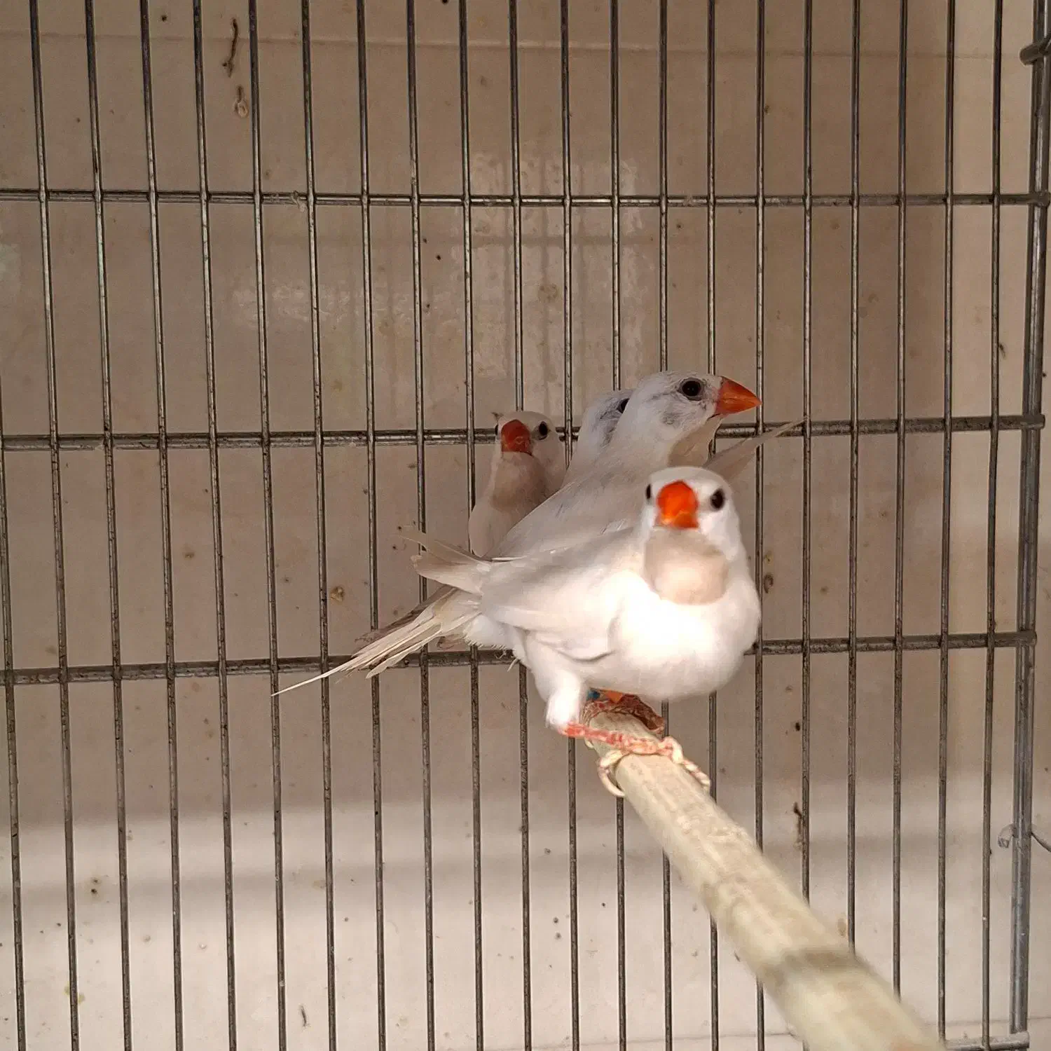 تعدادی فنچ به صورت یکجا|پرنده|رباط‌کریم, پرندک|دیوار