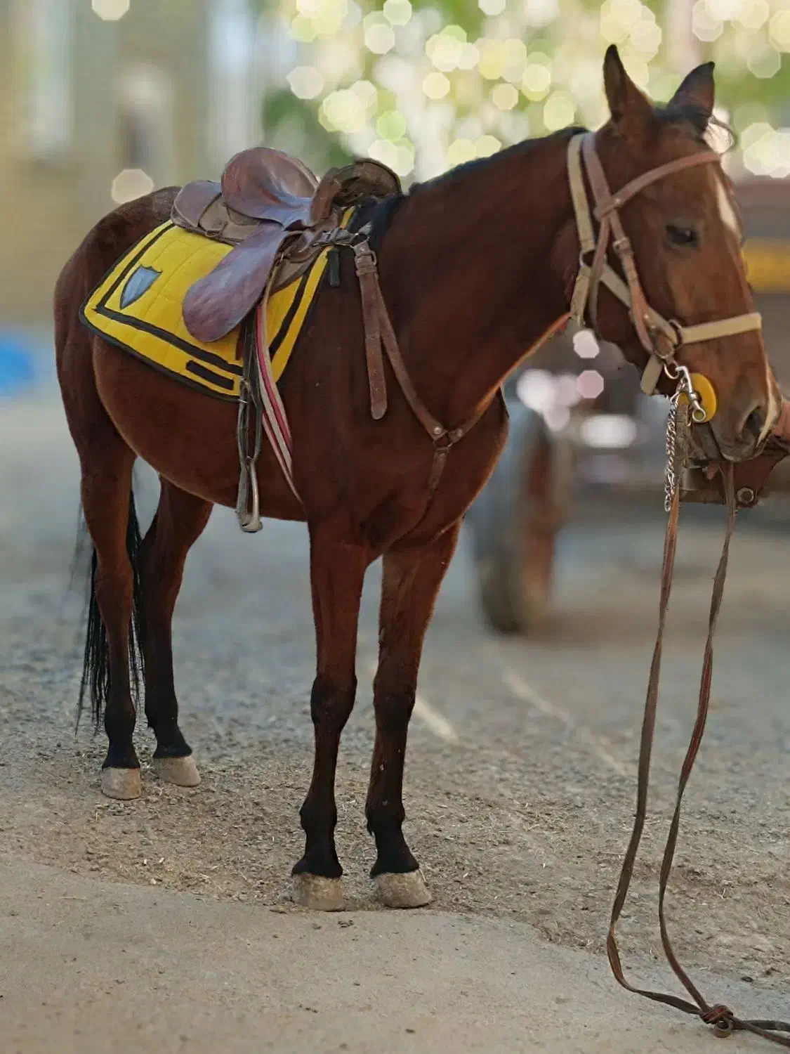 اسب|اسب و تجهیزات اسبسواری|شازند, |دیوار