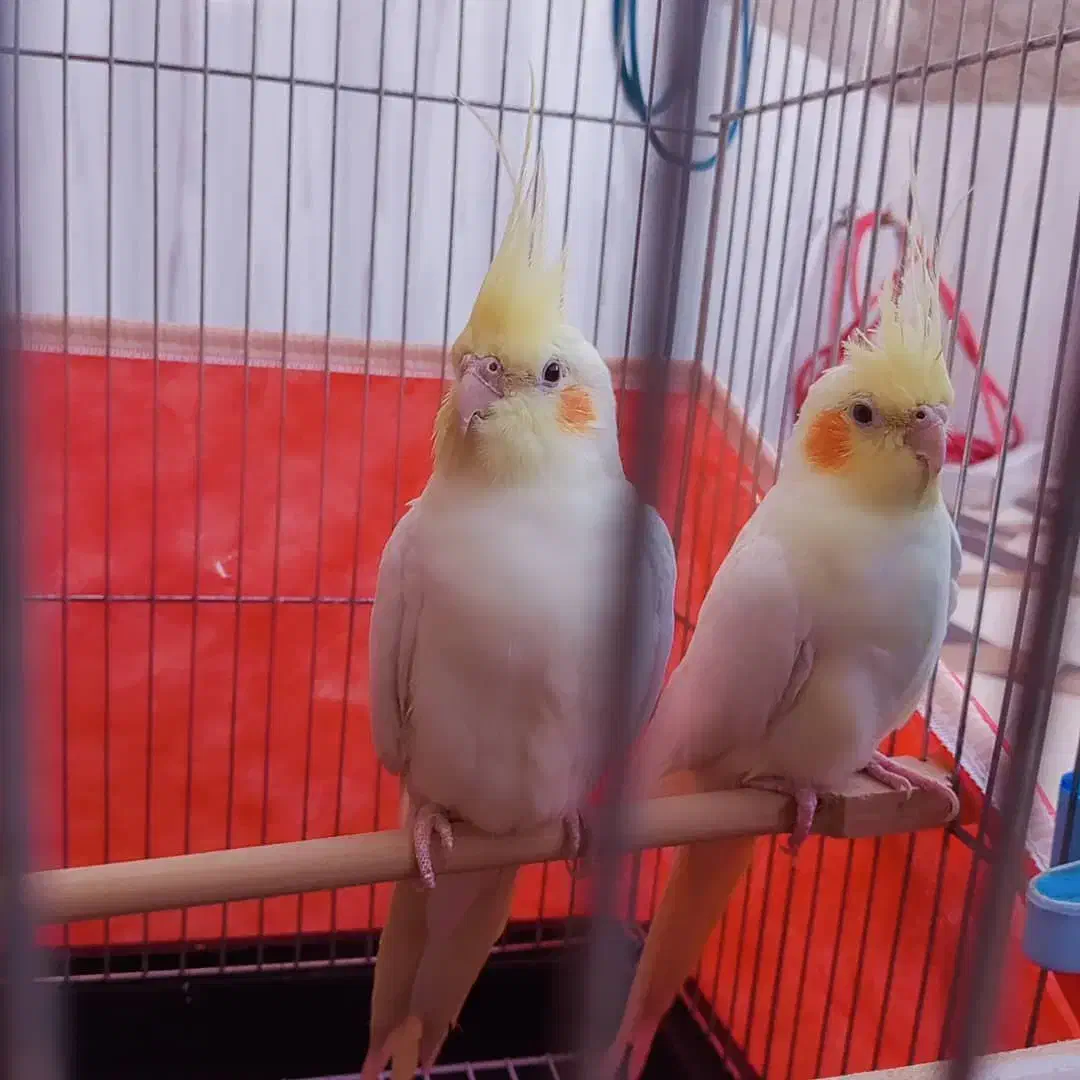 یک جفت عروس هلندی لوتینو|پرنده|مرودشت, بیست متری بیمارستان|دیوار