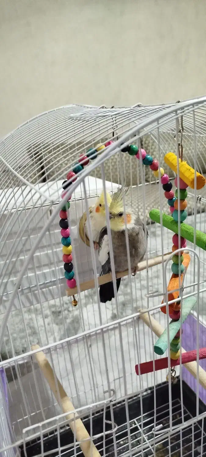 عروس هلندی|پرنده|اصفهان, شهرک میلاد|دیوار