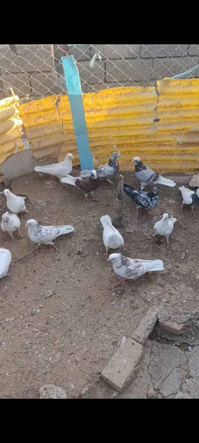 دسته کفتر|پرنده|سردشت, |دیوار
