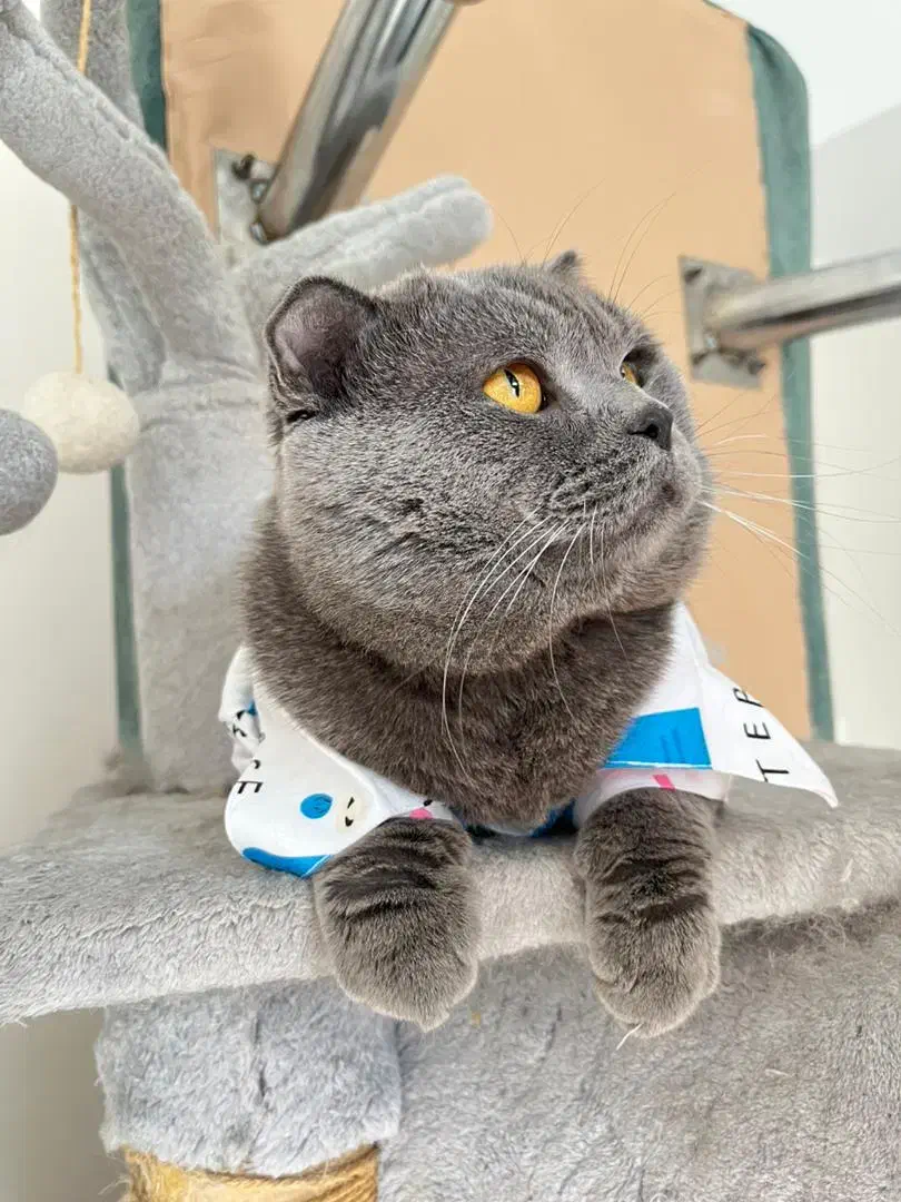 گربه نر اسکاتیش بلو جفت گیری|گربه|پردیس, فاز ۱۱|دیوار