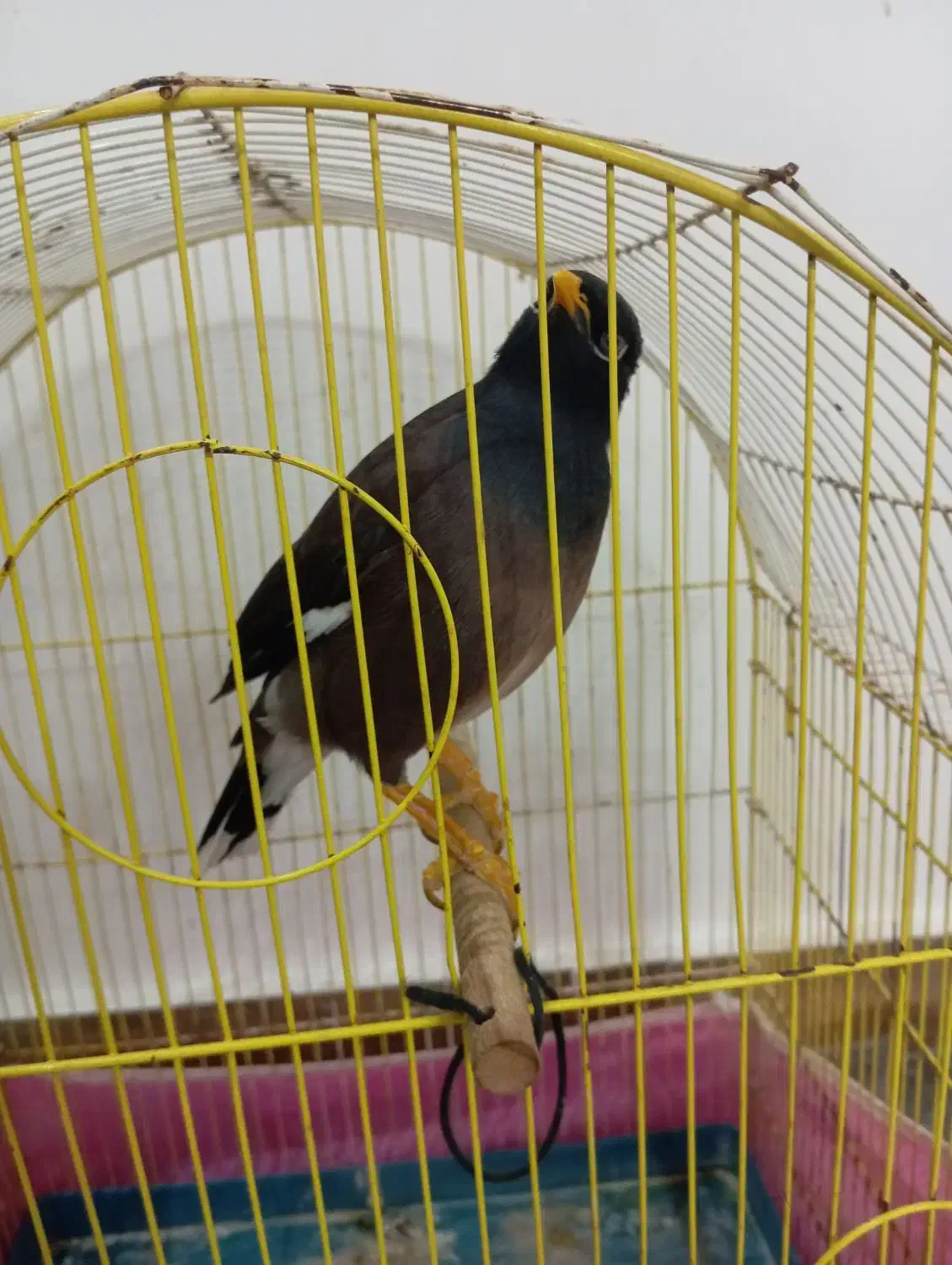 مرغ مینا|پرنده|سبزوار, شرق کال عیدگاه|دیوار