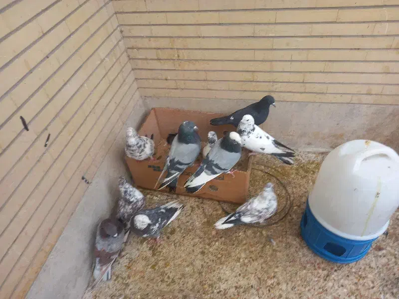 کفتر پرشی|پرنده|فولادشهر, B2|دیوار