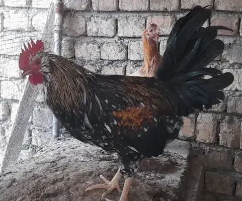 خروس نژاد گلین|حیوانات مزرعه|مبارکه, |دیوار