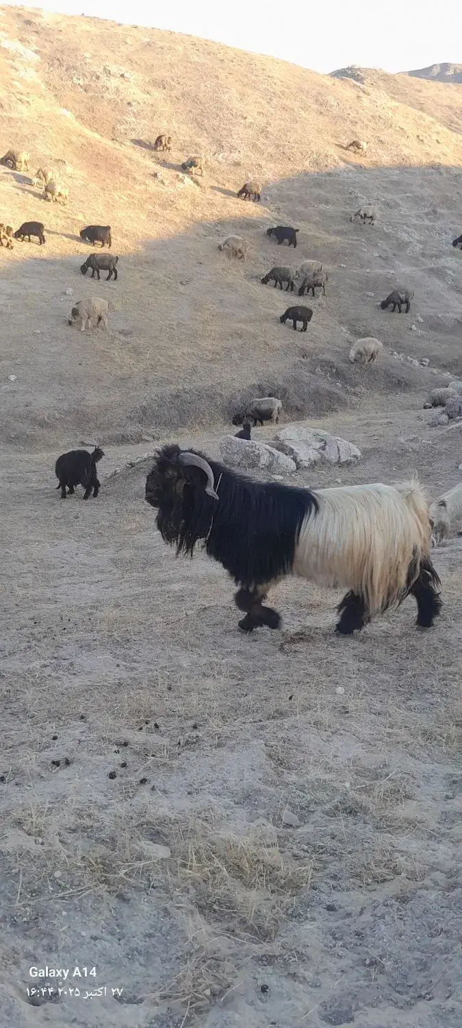 قوچهای ترکی|حیوانات مزرعه|لالی, |دیوار