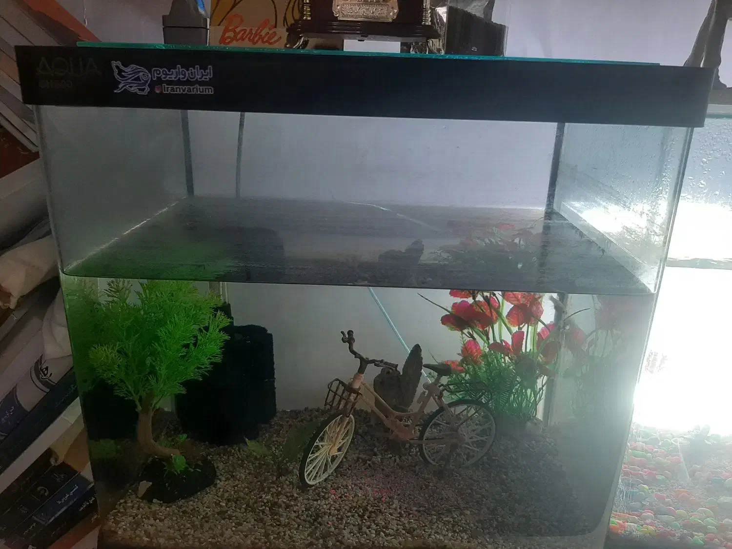 آکواریوم سالم و ارزان فروشی|ماهی|کتالم و سادات شهر, |دیوار